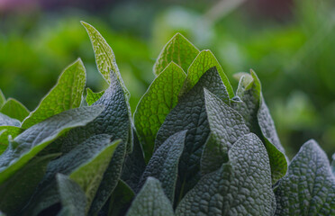 The plant has large leaves