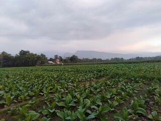 field of tobacco
