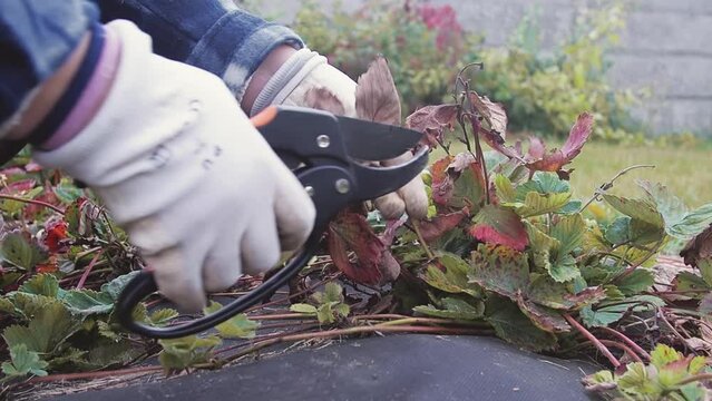 Woman gardener cut old strawberry runners and leaves with secateurs in autumn garden. Seasonal garden work and farming. Cute cat walks on garden bed 