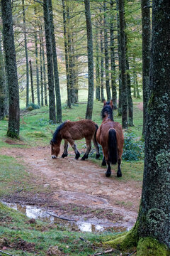 wild horses in the forest