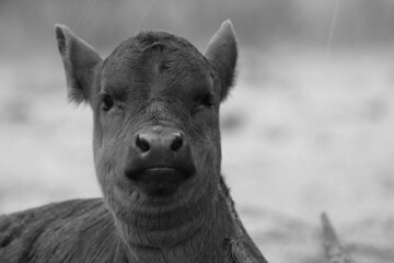 Cocky and confident funny calf face on farm in rain weather.