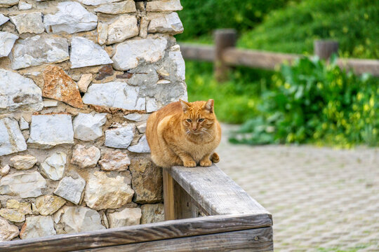 cat on a fence