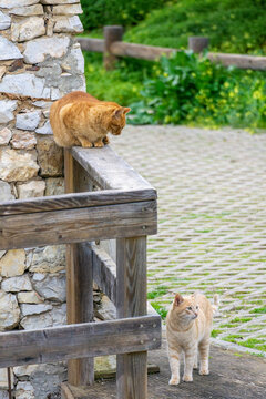 cats at a house