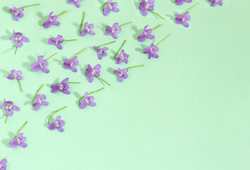 Pattern of sweet violet flowers on sunny day. Minimal spring concept of blooming flowers on pastel green background.