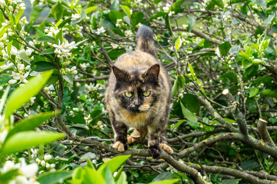 beautiful cat in orange tree