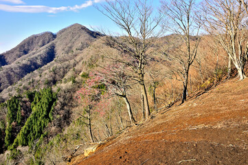 西丹沢の善六山山頂から畦ヶ丸を望む
