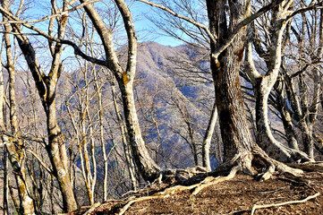 西丹沢の善六山山頂から大室山を望む
