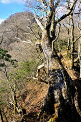 西丹沢の畦ヶ丸　晩秋の森

