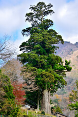 神奈川県山北町　箒杉
