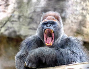 Leader of the gorilla herd yawns widely showing his teeth.