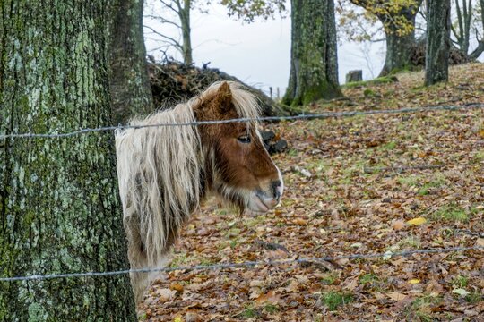 little pony between trees