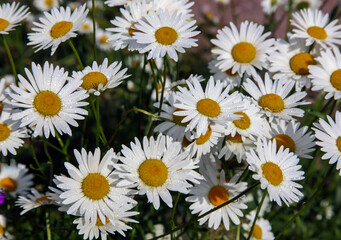 Floral landscape with garden daisy or nivyanik with drops of water on the petals.