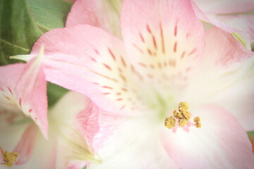 Plakat macro photo pollen of pink flowers