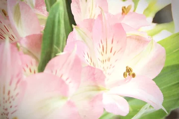 Foto op Canvas macro photo pollen of pink flowers © Birch Photography