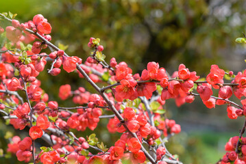 Red flower of Japanese quince