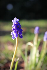 Grape Hyacinth, Muscari armeniacum, Muscari, purple flowers on the ground There is sunlight in the background, blurring.