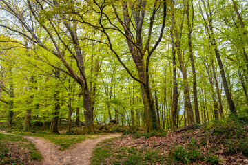 Fototapeta na wymiar Path towards a beautiful dolmen in the Basque country next to trees. Errenteria, Gipuzkoa