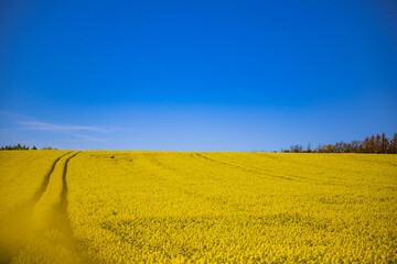 Sommerliches Raps Rapsfeld vor blauem Himmel 