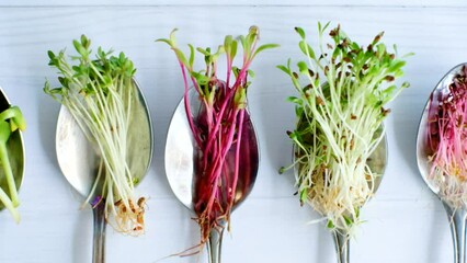 Organic microgreens in spoon, healthy eating concept, diet and slimming, vegan lifestyle