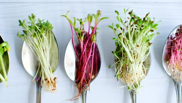 Organic microgreens in spoon, healthy eating concept, diet and slimming, vegan lifestyle