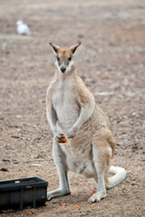 thiis is a large male agile wallaby