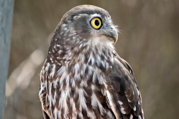 this is a close up of a barking owl always checking for preditors