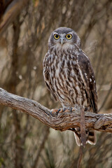 the barking owl is perched in a tree