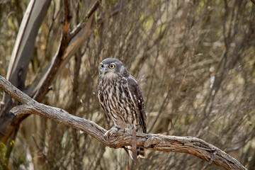 the barking owl has large bright yellow eye surrounded by a black line. his upperparts are brown coarsely spotted white