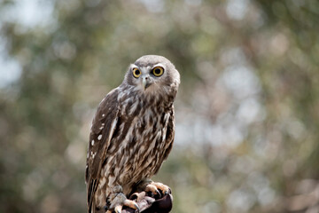 the barking owl is perched on a glove