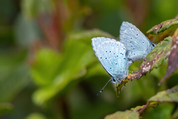 Pair of holly blue butterflies (Celastrina argiolus) mating on a leaf in a UK garden.