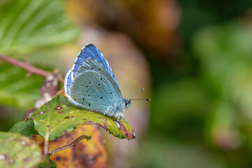 Holly blue butterfly (Celastrina argiolus) perched on a leaf in a UK garden.