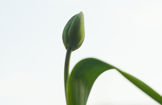 Unopened tulip buds