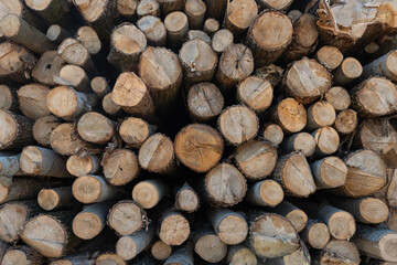 Logged tree trunks or pile of wood prepared for transport.