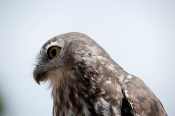 the barking owl has large bright yellow eye surrounded by a black line. his upperparts are brown...