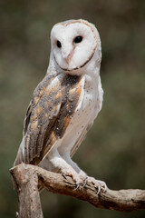 the barn owl has a heart shaped white face and chest and brown wings