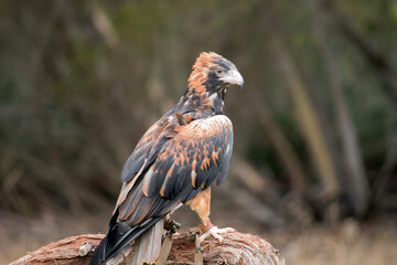 the black breasted buzzard is a large bird and is sometimes  mistaken for an eagle