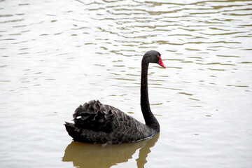 the black swan has black feather with a red beak and white stripe and red eyes