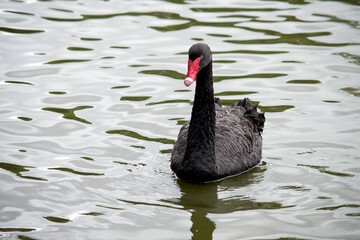 Fototapeta premium the black swan is swimming in a lake
