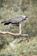 the white tailed black cockatoo has a white cheek and white tail on a black body