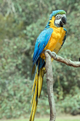 the blue and gold macaw is sitting on a perch. it is a large parrot