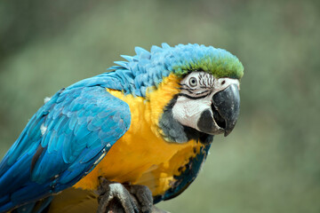 Fototapeta premium A large South American parrot with mostly blue top parts and light orange underparts, with gradient hues of green on top of its head.