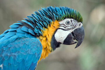 Obraz premium a large South American parrot with mostly blue top parts and light orange underparts, with gradient hues of green on top of its head.