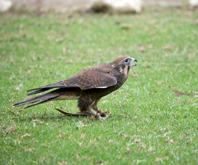 Obraz premium this is a side view of a brown falcon on grass
