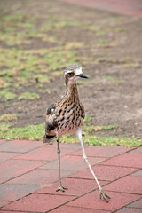 the bush stone curlew is mostly grey-brown above, streaked with black and white with a black beak and yellow eyes
