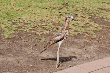 The Bush Stone-curlew, or Bush Thick-knee, is a large, slim, mainly nocturnal, ground-dwelling bird