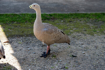 this is a side view of a cape barren goose