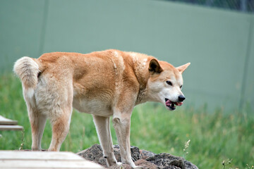 the golden dingo is a wild australian dog