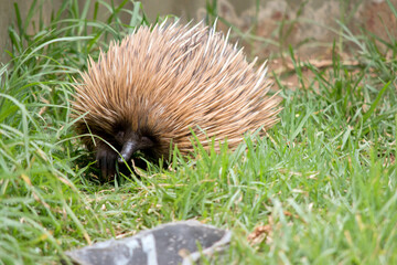 the echidna has tan sharp quills for protection