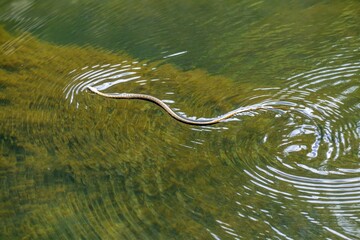 water snake