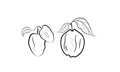 Quince fruit coloring page minimal graphic sketch line art drawing.